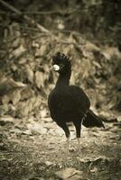 nackt konfrontiert Curassow, im ein Urwald Umfeld, pantanal Brasilien foto