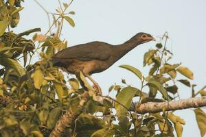 düster mit Beinen Guan im ein Urwald Umfeld, pantanal Brasilien foto