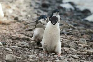 Adelie Pinguin, Antarktis foto
