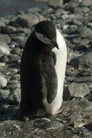 Kinnriemen Pinguin, Paulet Insel, Antarktis, wissenschaftlich Name: Pygoscelis Antarktis foto