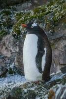 Gentoo Pinguin, Antarktis foto