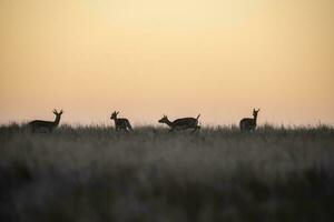 Schwarzbock Antilope im Pampas einfach Umfeld, la Pampa Provinz, Argentinien foto