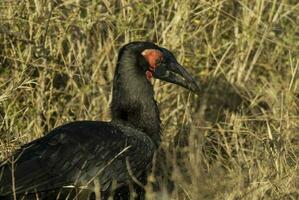 Süd- Boden Nashornvogel, Bucorvus Leadbeateri, Krüger National Park, Süden Afrika foto