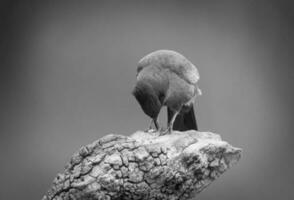 braun Cacholote , Patagonien , Argentinien foto