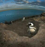 Magellanic Pinguin, Caleta Valdez, Halbinsel Valdes, chubut Provinz, Patagonien Argentinien foto