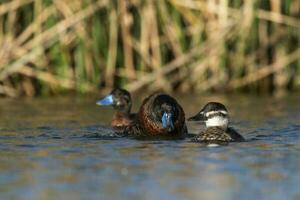 See Ente im Pampas Lagune Umfeld, la Pampa Provinz, Patagonien , Argentinien. foto