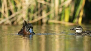 See Ente im Pampas Lagune Umfeld, la Pampa Provinz, Patagonien , Argentinien. foto