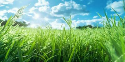 Feld Reis mit Paddy Anlage, sauber Himmel Hintergrund Hintergrund. ai generiert foto