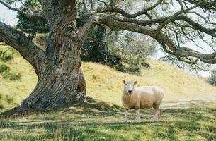 ein Schaf im Landwirtschaft Feld im das Bereich von einer Baum Hügel im Auckland, Neu Neuseeland. Schaf Landwirtschaft war das Landes die meisten wichtig landwirtschaftlich Industrie. foto