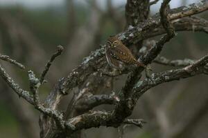 eisenhaltig Pygmäe Eule, Glaucidium Brasilianum, calden Wald, la Pampa Provinz, Patagonien, Argentinien. foto