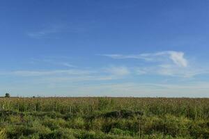 blumig Landschaft, la Pampa, Argentinien foto