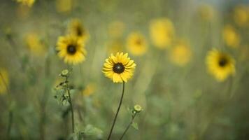 wild Blume, la Pampa. Patagonien, Argentinien foto