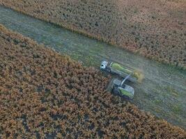 Sorghum Ernte, im la Pampa, Argentinien foto