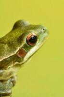 Montevideo Laubfrosch, Hyla Pulchela, la Pampa, Patagonien, Argentinien. foto