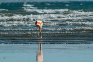 Flamingos Fütterung auf ein Strand, Halbinsel Valdes, Patagonien, Argentinien foto
