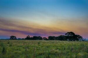 Pampas Baum Landschaft beim Sonnenuntergang, la Pampa Provinz, Argentinien foto