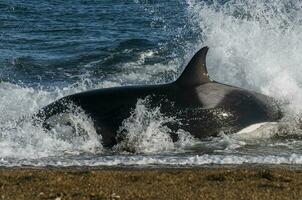 Mörder Wal, Orca, Jagd ein Meer Löwe Welpe, Halbinsel Valdes, Patagonien Argentinien foto