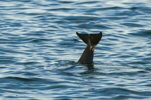 Mörder Wal Schwanz , Orca, Jagd ein Meer Löwe Welpe, Halbinsel Valdes, Patagonien Argentinien foto