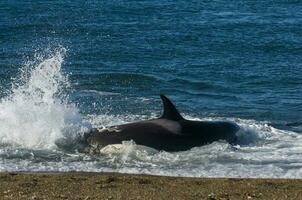 Mörder Wal, Orca, Jagd ein Meer Löwe Welpe, Halbinsel Valdez, Patagonien Argentinien foto