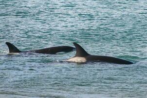 Mörder Wal, Orca, Jagd ein Meer Löwe Welpe, Halbinsel Valdes, Patagonien Argentinien foto