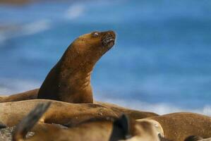 Süd amerikanisch Meer Löwe, Halbinsel Valdes, chubut Provinz Patagonien Argentinien foto