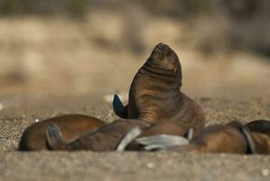 Baby Süd amerikanisch Meer Löwe, Halbinsel Valdes, chubut Provinz Patagonien Argentinien foto