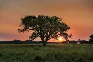 Pampas Baum Landschaft beim Sonnenuntergang, la Pampa Provinz, Argentinien foto