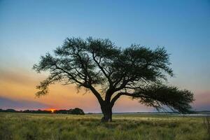 Pampas Baum Landschaft beim Sonnenuntergang, la Pampa Provinz, Argentinien foto