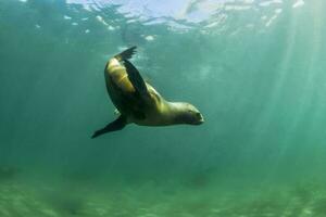 Seelöwe unter Wasser foto