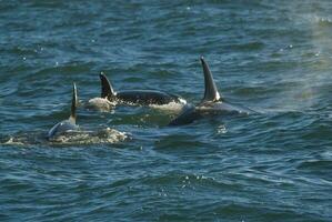 Mörder Wal, Orca, Jagd ein Meer Löwe Welpe, Halbinsel Valdes, Patagonien Argentinien foto