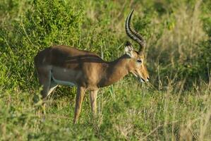 Impala Weiden lassen , Krüger National Park, Süd Afrika foto