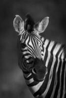 verbreitet Zebra, Süd, Afrika foto