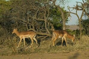 Nyala Antilope männlich und weiblich , Krüger National Park, Süd Afrika foto