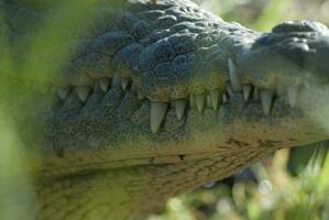 Nil Krokodil, Krüger National Park , Süd Afrika. foto