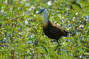 afrikanisch Jacana Krüger National Park Süd Afrika. foto