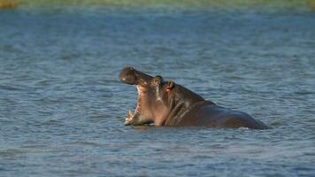 Nilpferd Amphibius im Wasserloch, Krüger National Park, Süden Afrika foto