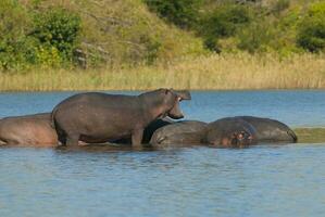 Nilpferd Amphibius im Wasserloch, Krüger National Park, Süden Afrika foto