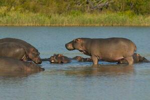 Nilpferd Amphibius im Wasserloch, Krüger National Park, Süden Afrika foto