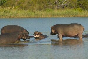 Nilpferd Amphibius im Wasserloch, Krüger National Park, Süden Afrika foto