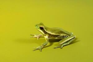 Montevideo Laubfrosch, Hyla Pulchela, la Pampa, Patagonien, Argentinien. foto