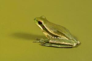 Montevideo Laubfrosch, Hyla Pulchela, la Pampa, Patagonien, Argentinien. foto