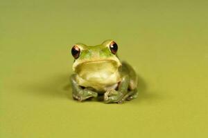 Montevideo Laubfrosch, Hyla Pulchela, la Pampa, Patagonien, Argentinien. foto