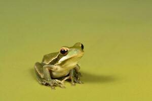 Montevideo Laubfrosch, Hyla Pulchela, la Pampa, Patagonien, Argentinien. foto