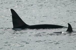 Mörder Wal, Orca, Jagd ein Meer Löwe Welpe, Halbinsel Valdes, Patagonien Argentinien foto