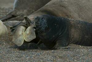 Baby Elefant Siegel , Halbinsel Valdes, chubut Provinz, Patagonien, Argentinien foto