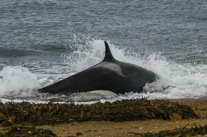 Mörder Wal, Orca, Jagd ein Meer Löwe Welpe, Halbinsel Valdes, Patagonien Argentinien foto