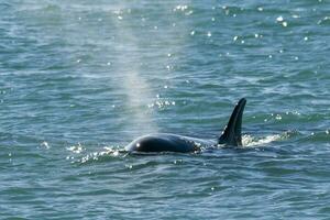 Mörder Wal, Orca, Jagd ein Meer Löwe Welpe, Halbinsel Valdes, Patagonien Argentinien foto