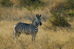 verbreitet Zebra Baby, Krüger National Park, Süd Afrika. foto