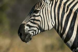 verbreitet Zebra, Krüger National Park, Süd Afrika. foto