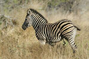 verbreitet Zebra, Krüger National Park, Süd Afrika. foto